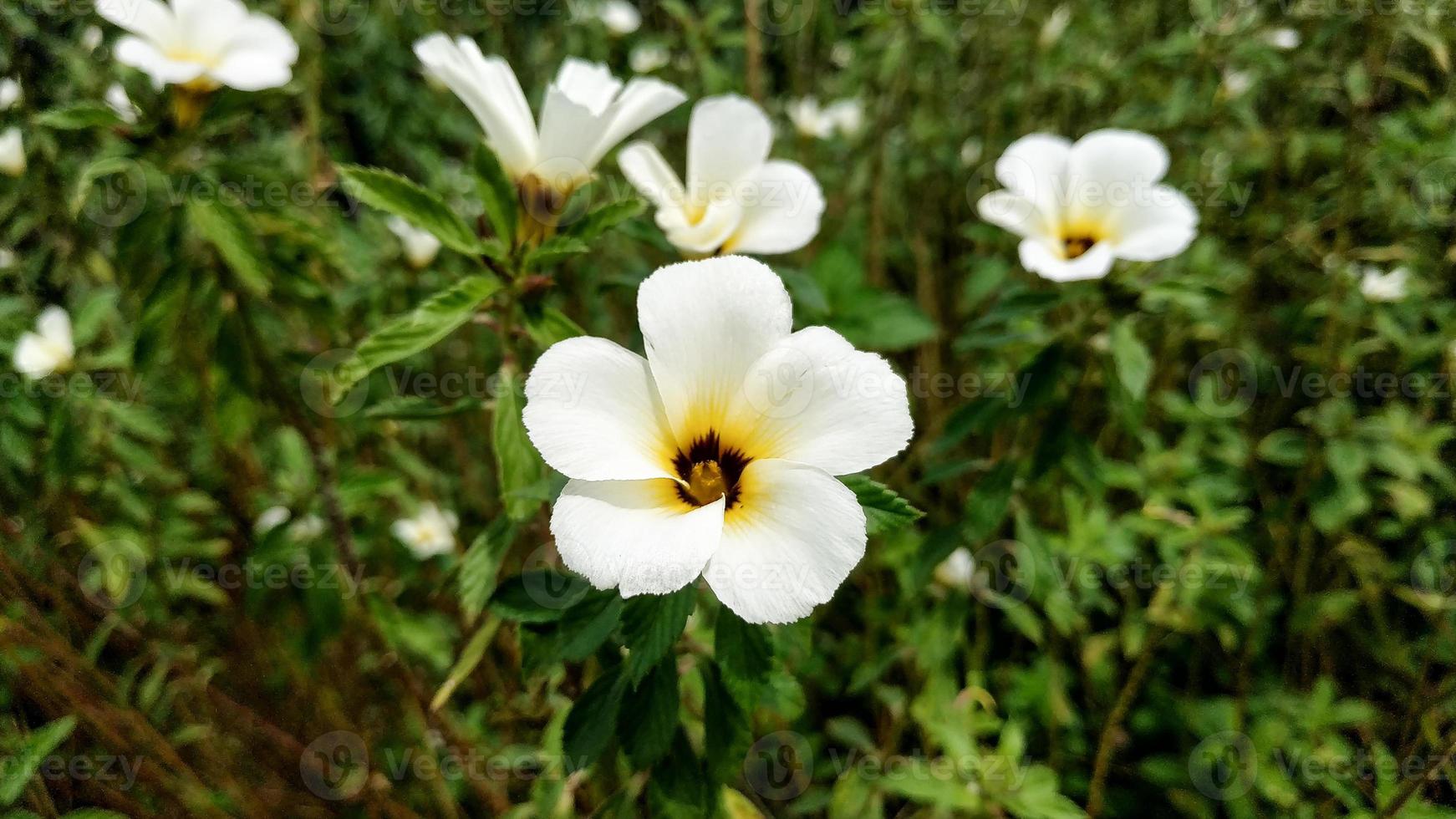 White Turnera Subulata flower on blurred background of turnera subulata flowers and leaves planted in oil palm conservation area. In Indonesian called as Bunga Pukul Delapan. photo