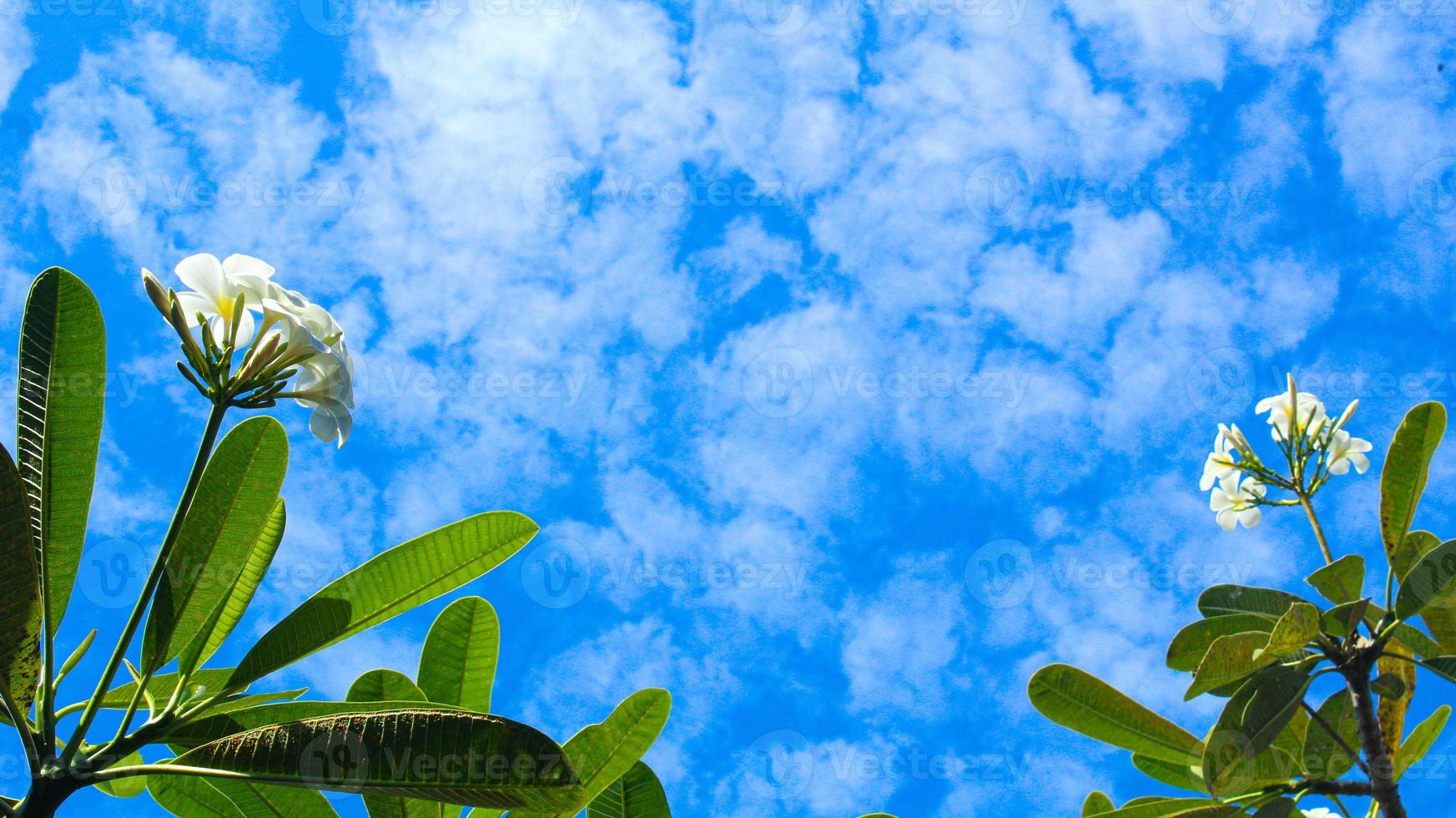 Creative landscape layout with empty space made of frangipani flowers with green leaves and blue sky photo