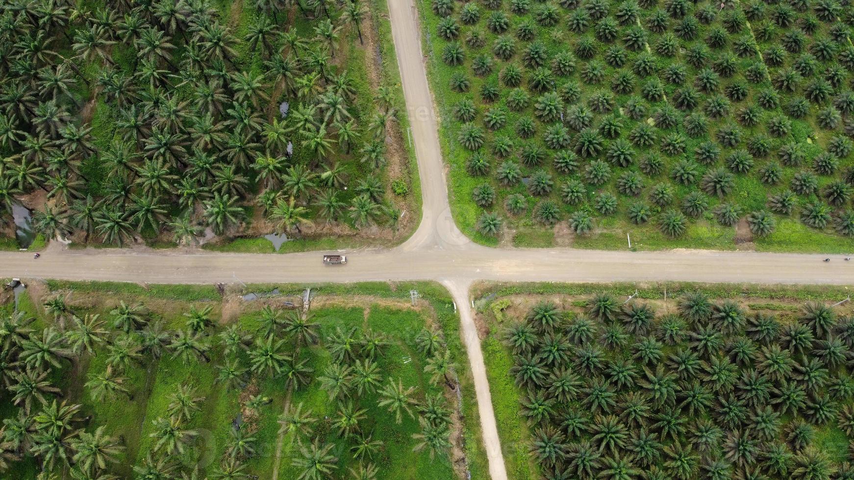 Aerial view of green oil palm plantations in the daytime. There is a vehicles that passes through the plantation road. photo