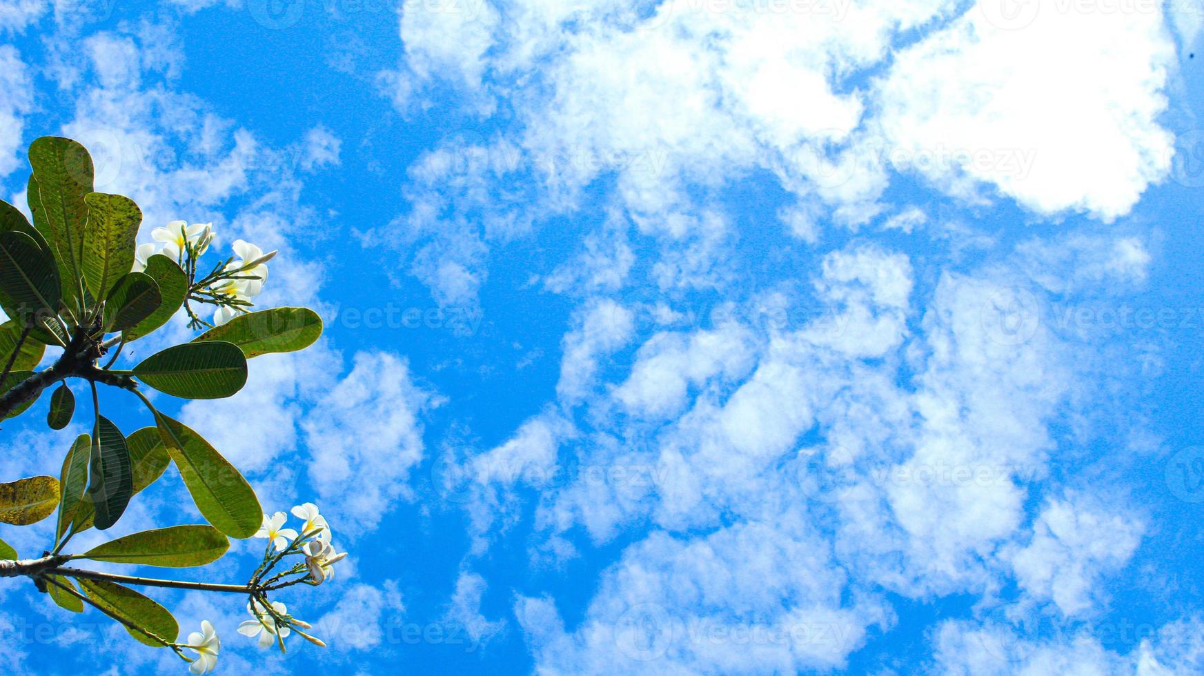 Creative landscape layout with empty space made of frangipani flowers with green leaves and blue sky photo