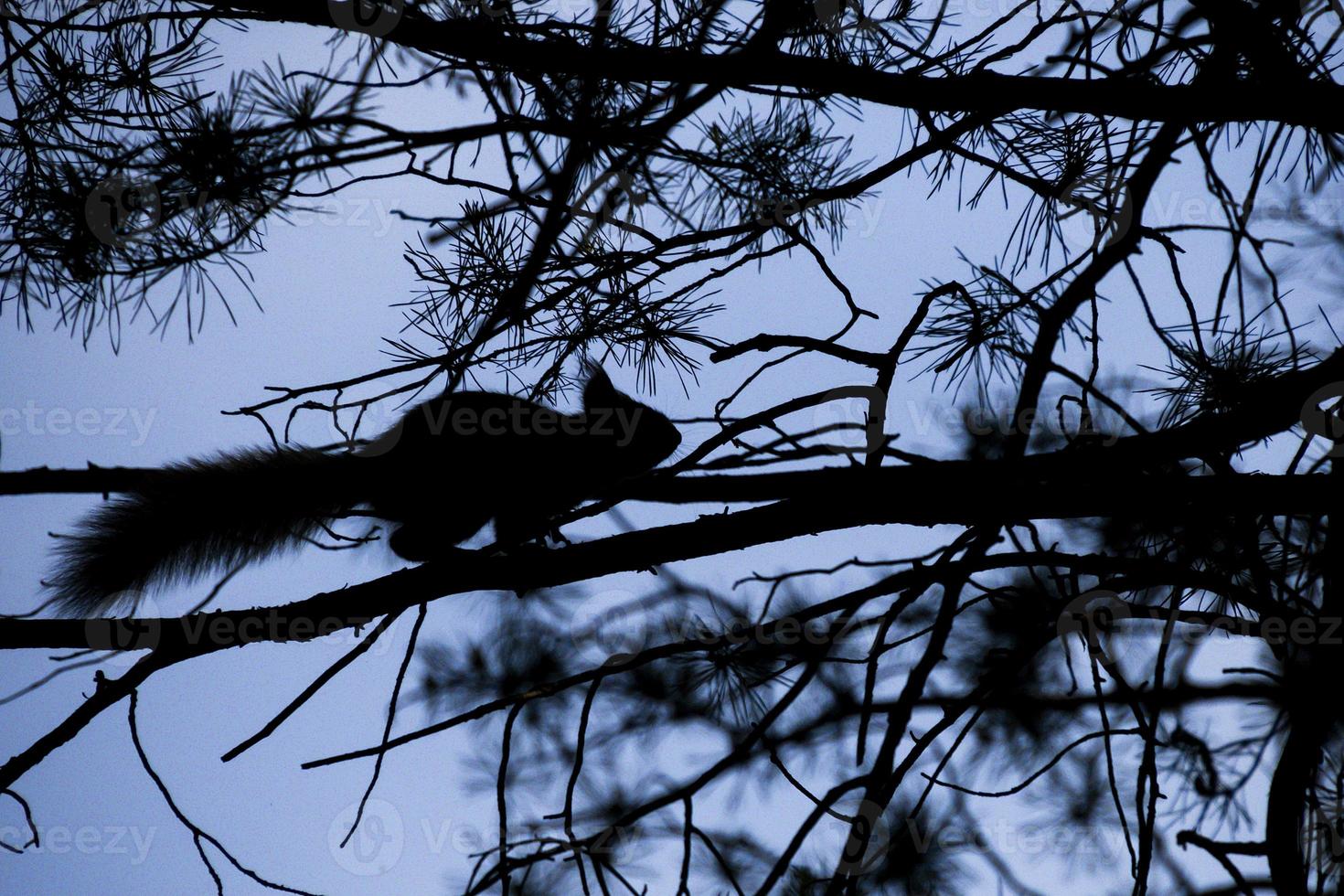 twilight, a squirrel on a tree will jump photo