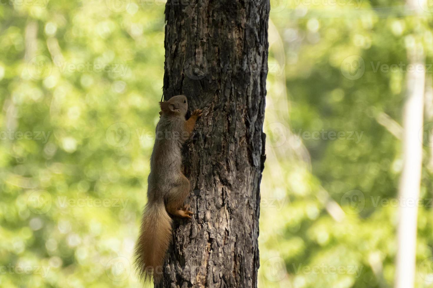 a squirrel sits on a tree in summer photo