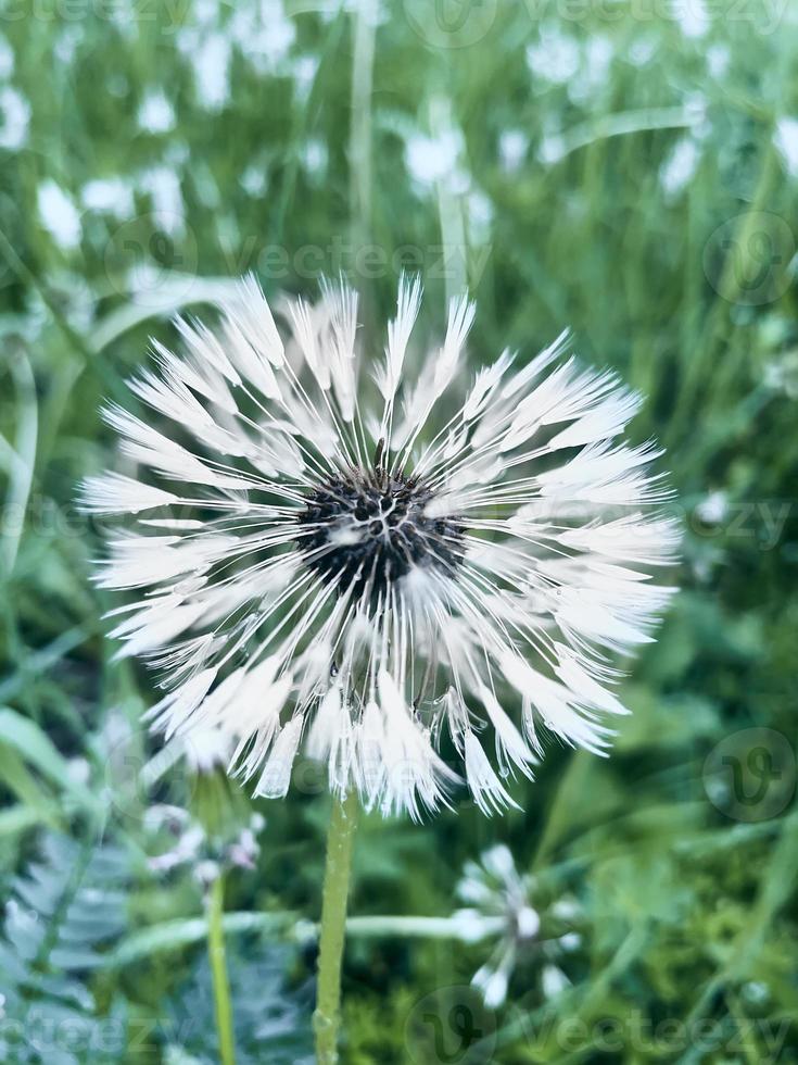 dandelion close-up, wet from the rain photo