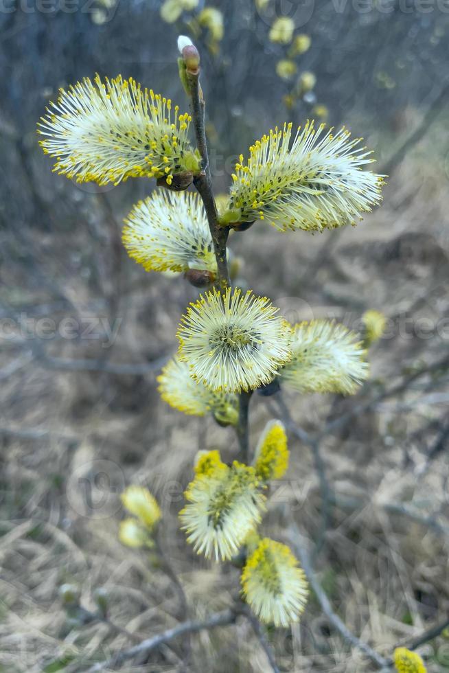 blossoming buds, a beautiful twig in spring photo