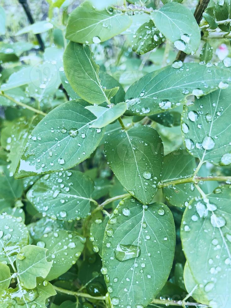 beautiful texture of grass with raindrops photo