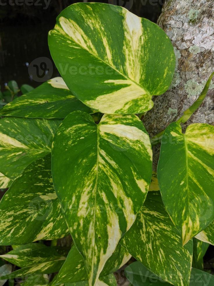 wild plants in the jungle of Kalimantan 8581815 Stock Photo at Vecteezy