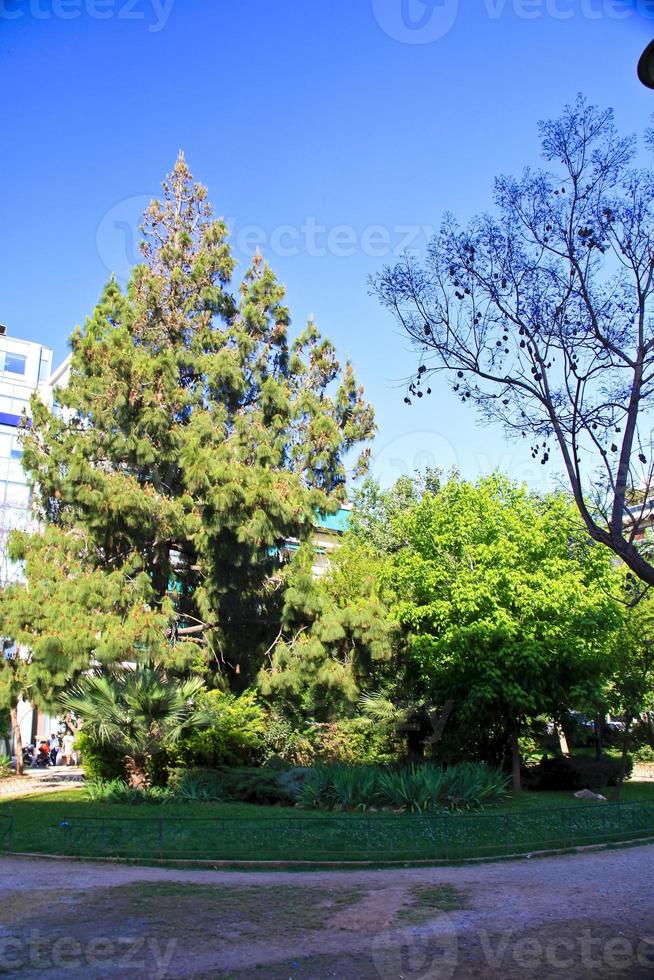 bonito jardín con flores y césped verde foto