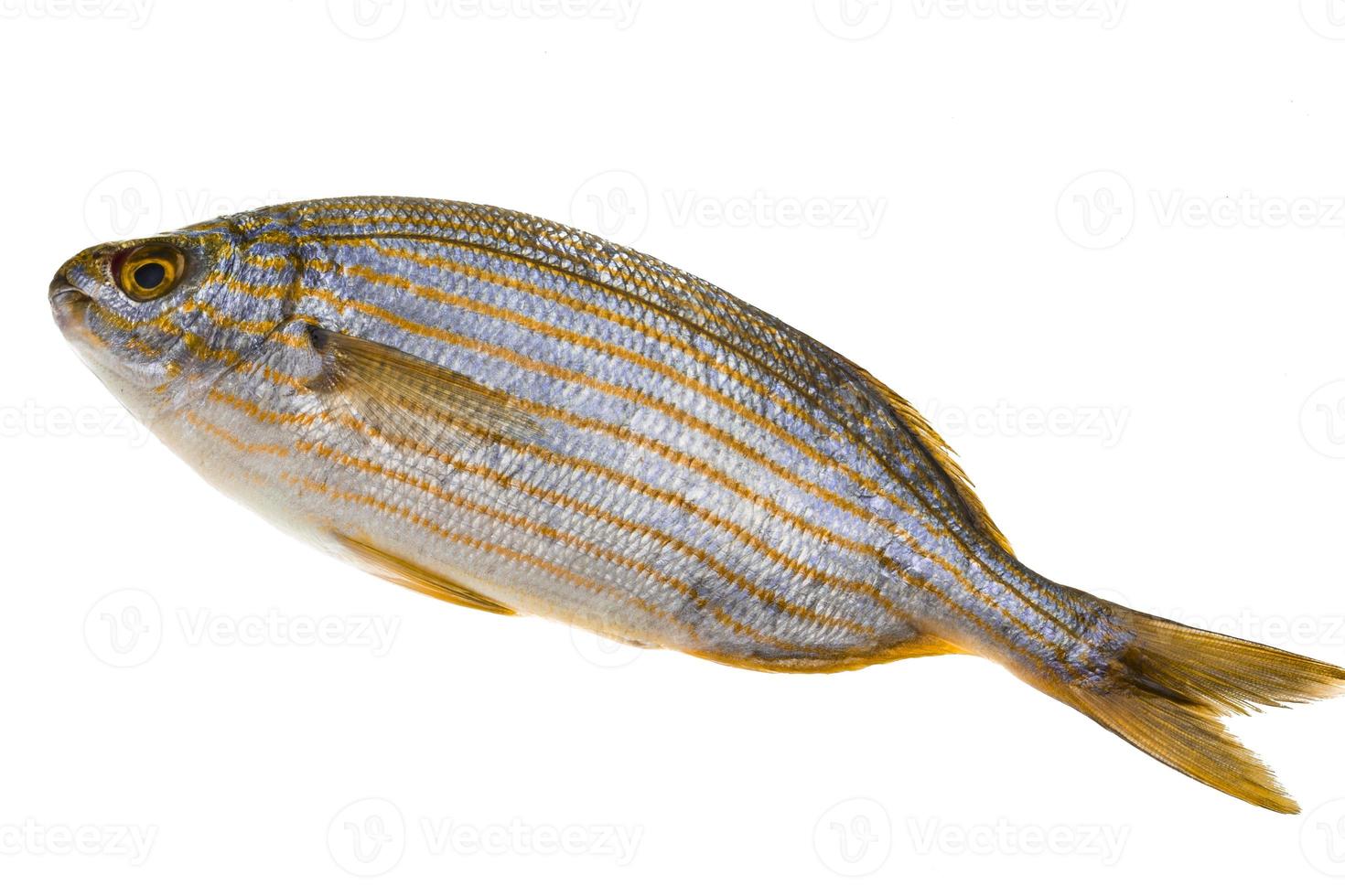 Salema porgy - sarpa fish photo