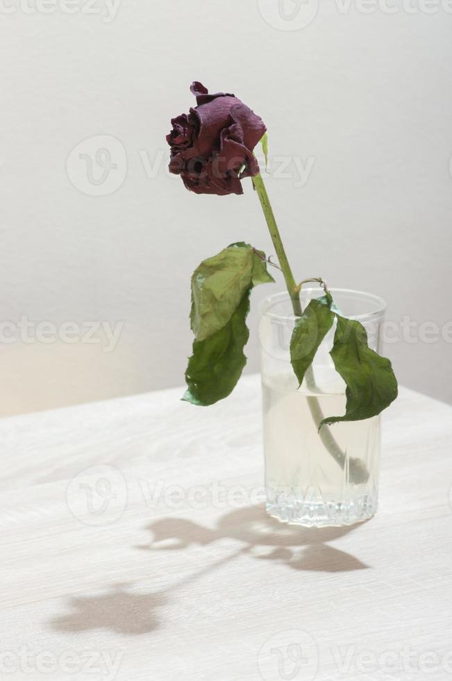 Single dead rose in a glass of water. Minimal still life image of a dry rose. photo