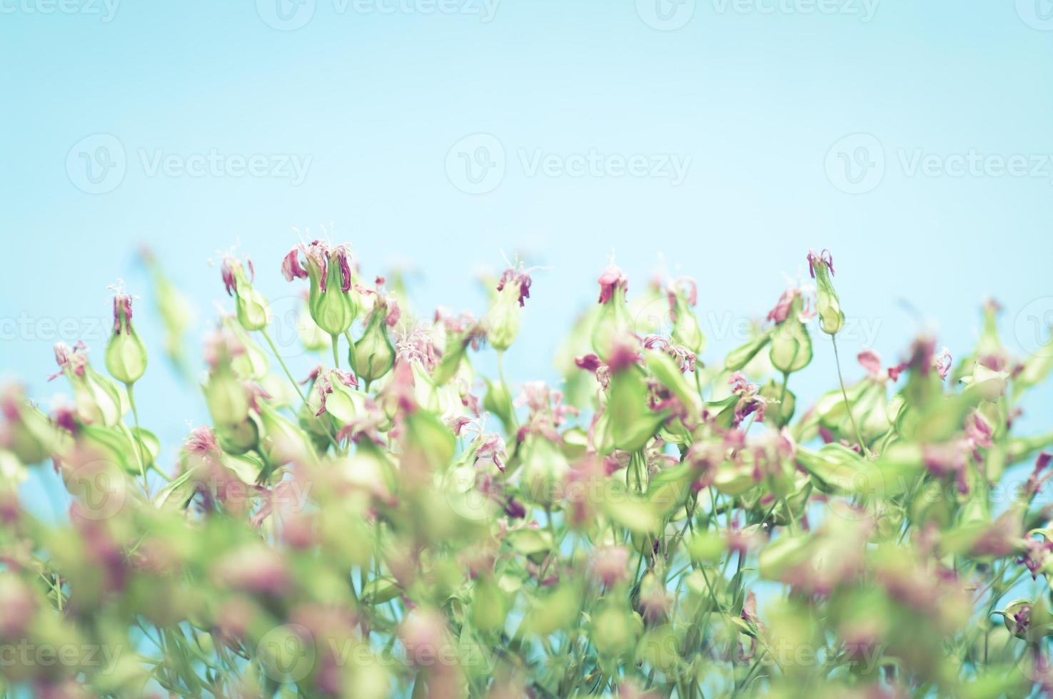 Close up blurry image of tiny flowers. photo