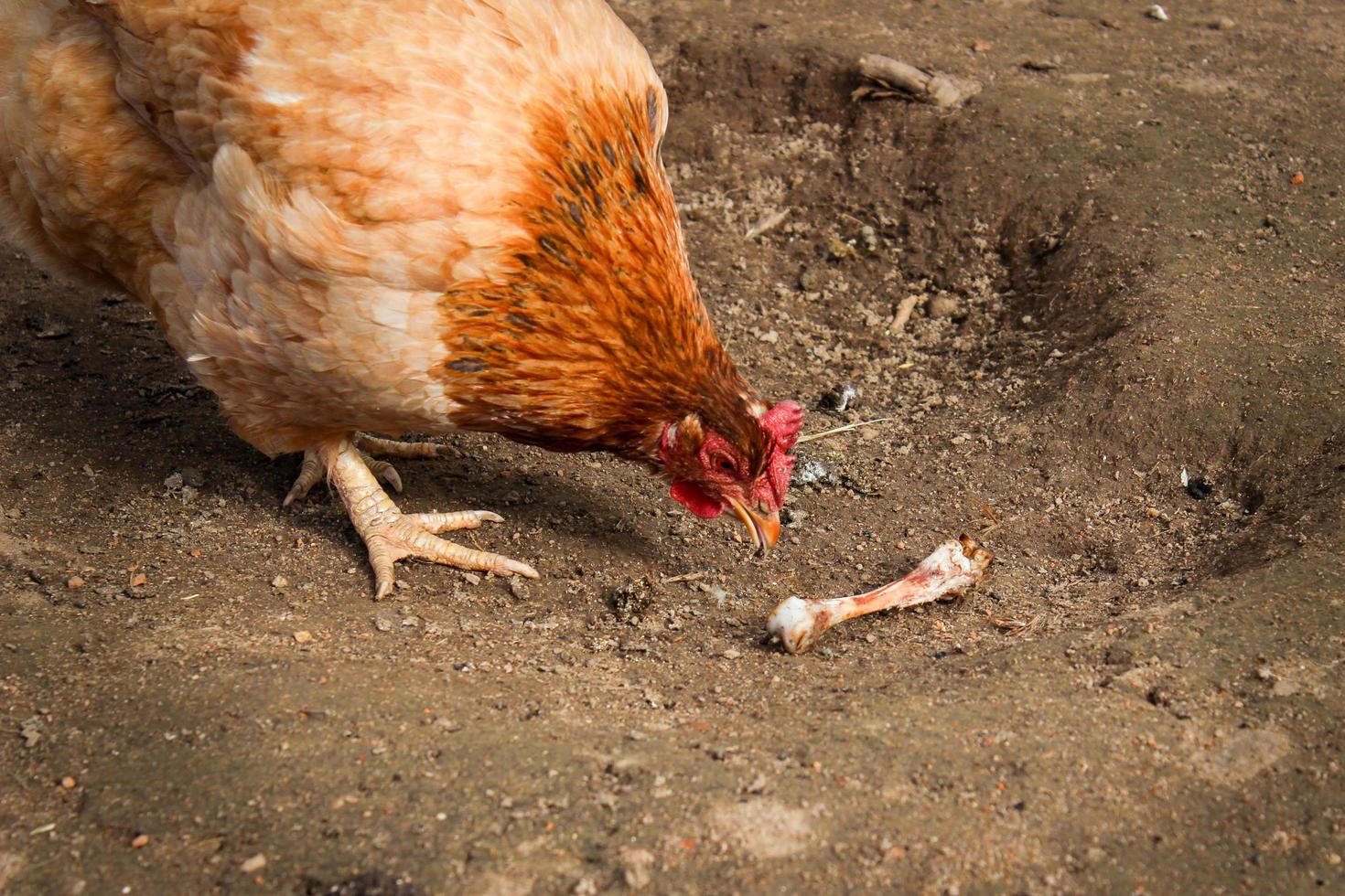 pollo de corral en la granja. el pollo vio el hueso de pollo y quiere comérselo. foto