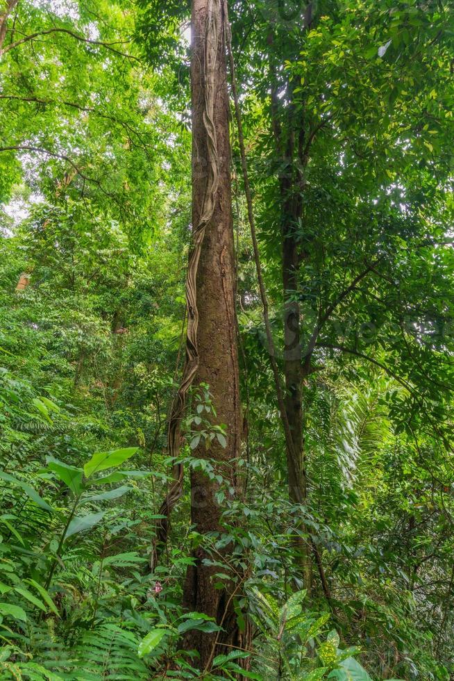 Indonesian tropical forest wild landscape with tall and green trees photo