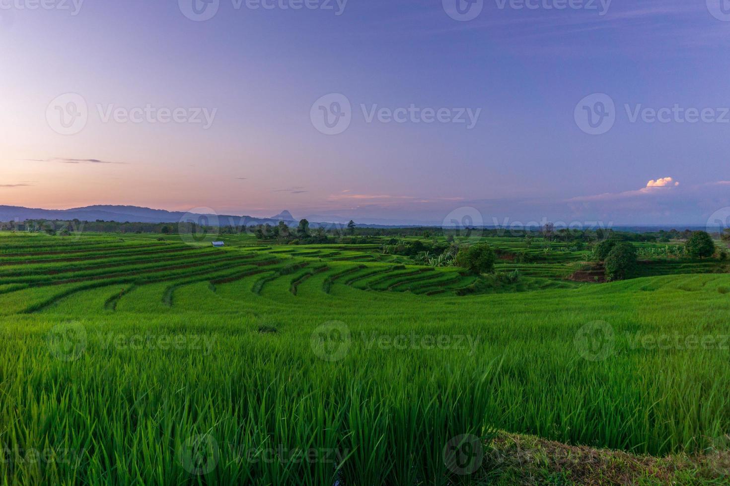 Sunny morning view in green rice fields in Bengkulu, Indonesia photo