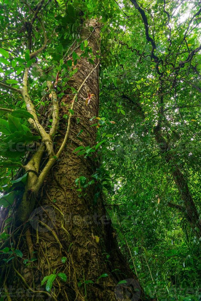 Free view of big trees in the middle of Indonesia's tropical forest photo