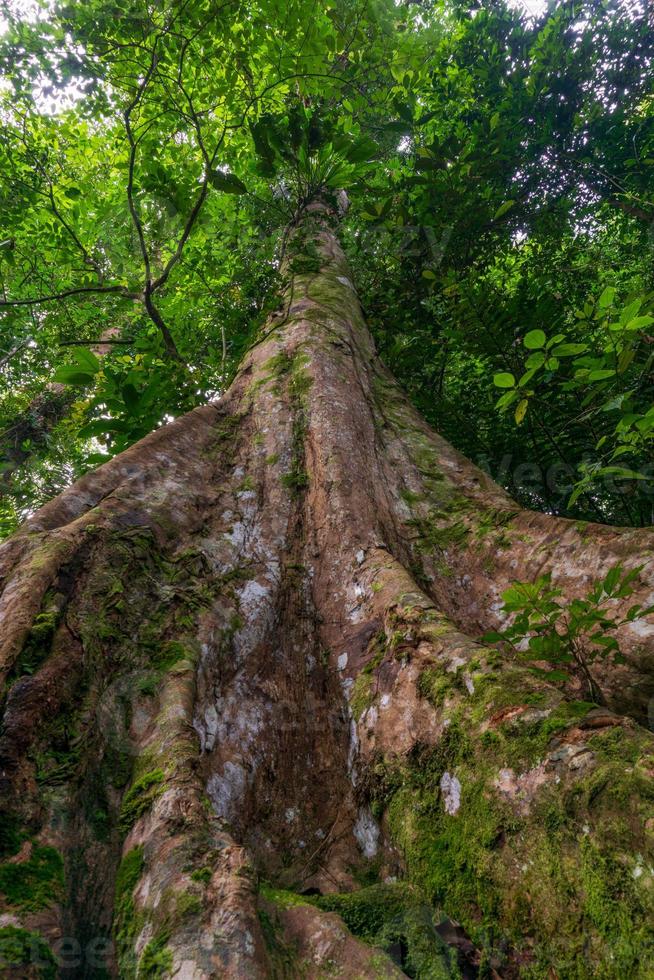 Photo of a big tree in the tropical forest of Indonesia