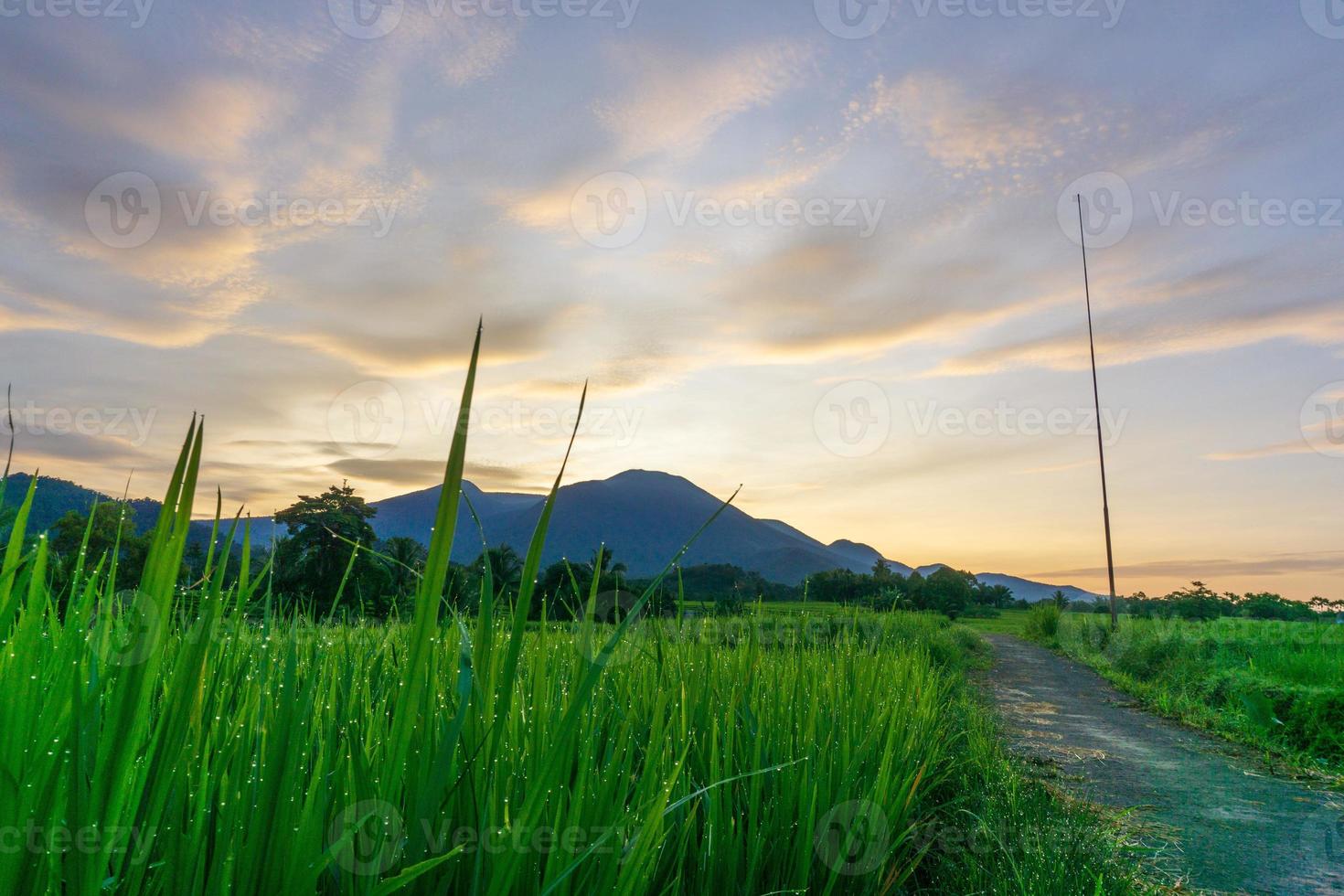 vista de campos de arroz verde con rocío matutino y montañas con amanecer foto