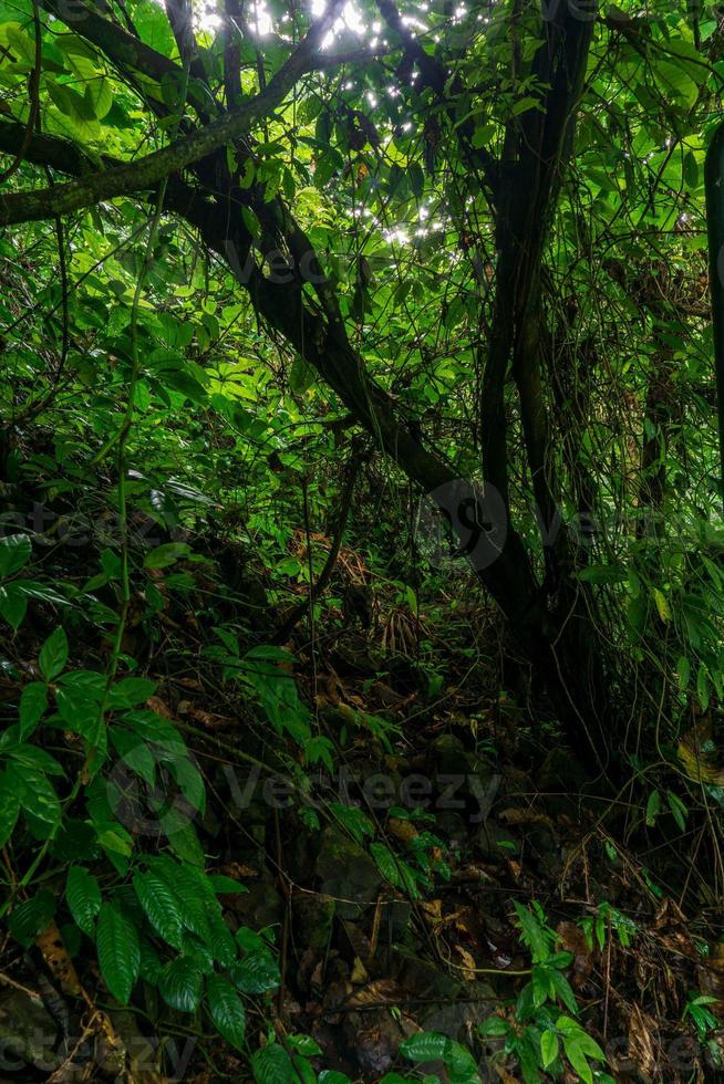 paisaje natural por la mañana con un gran árbol en medio del bosque tropical de indonesia foto