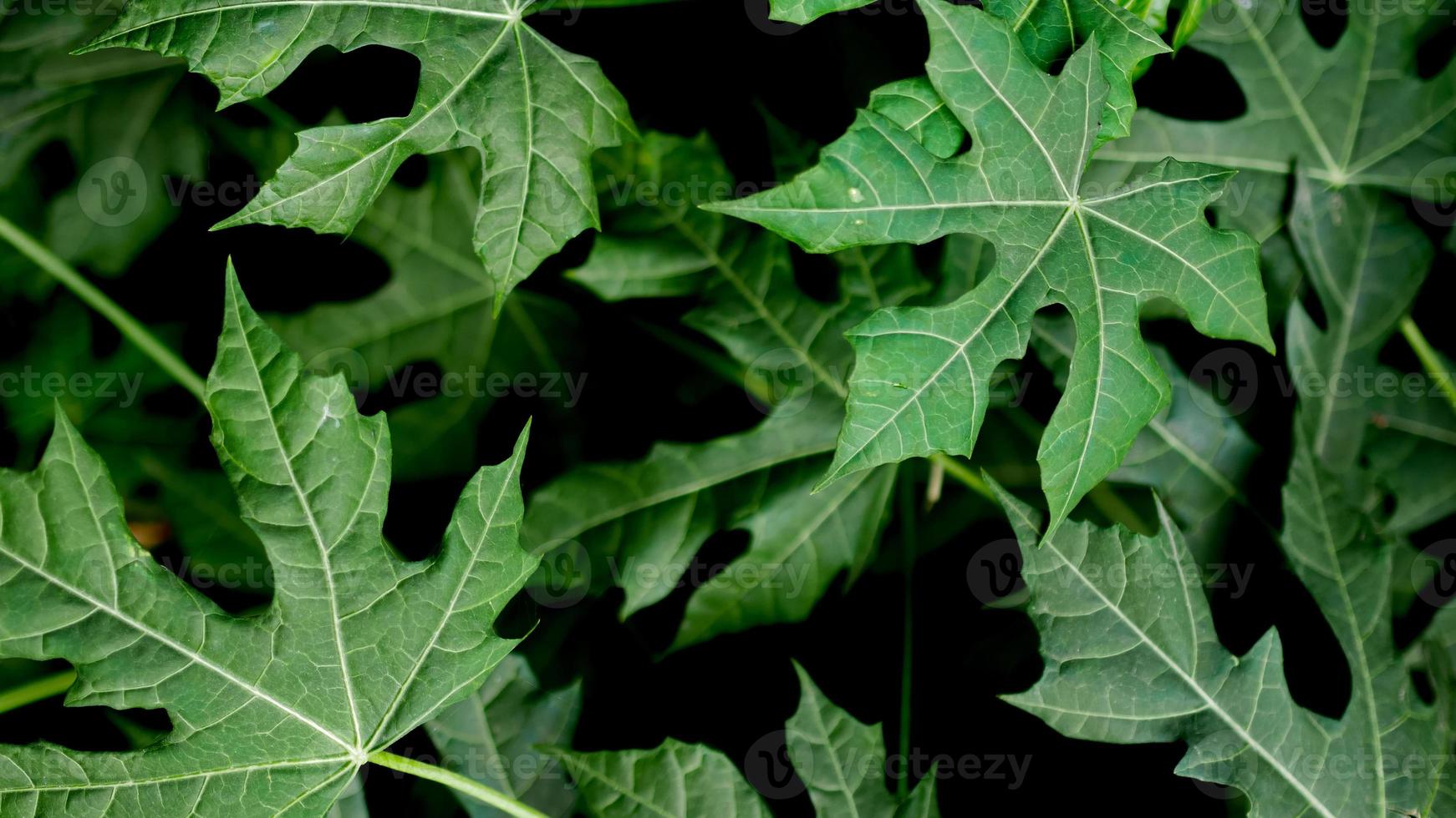 green chaya leaves. tropical plants dark nature background. photo