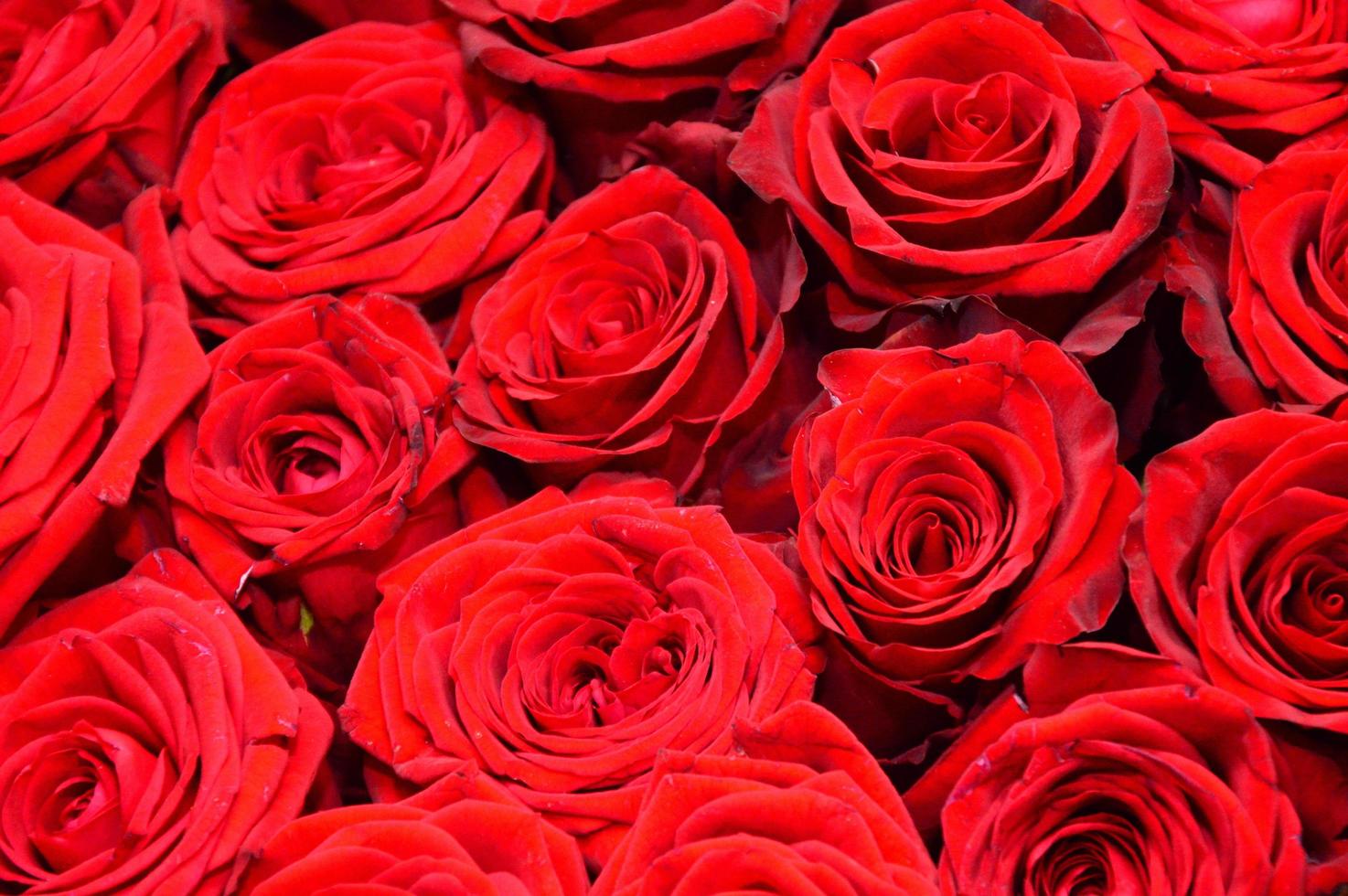 Bouquet of red roses photo