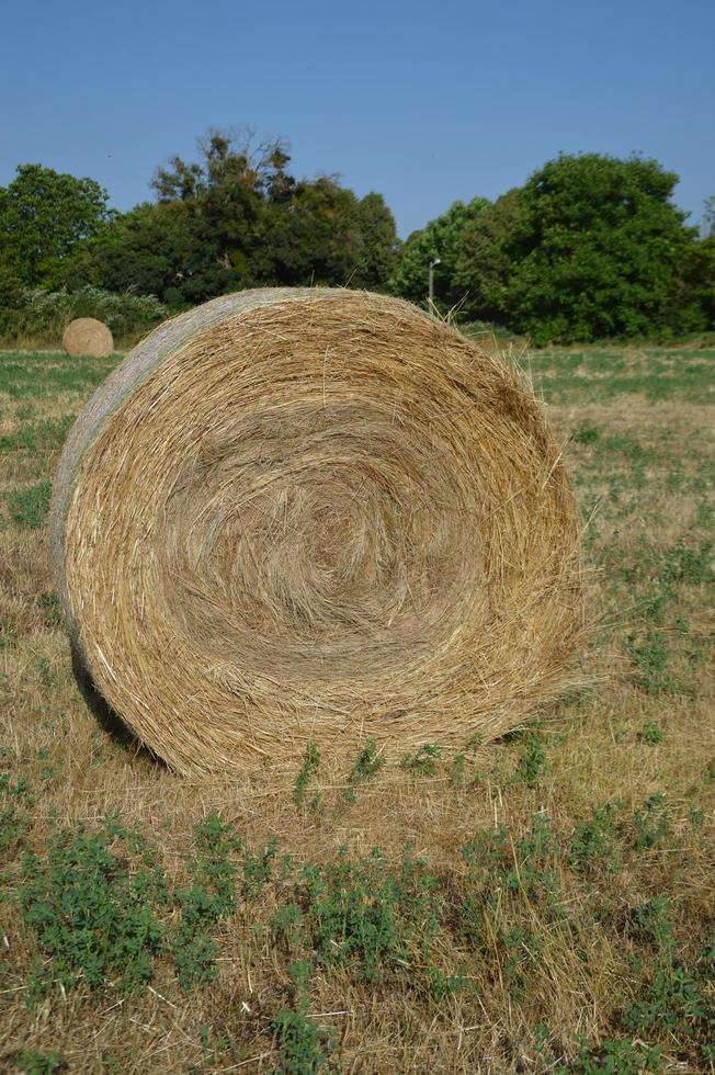 Hay roll in the field photo