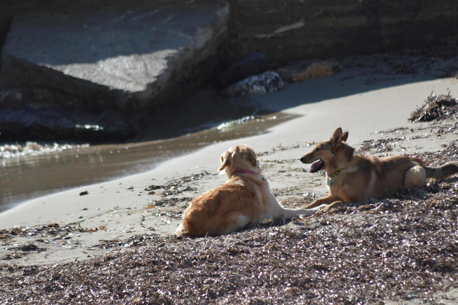 Dogs playing on the beach photo
