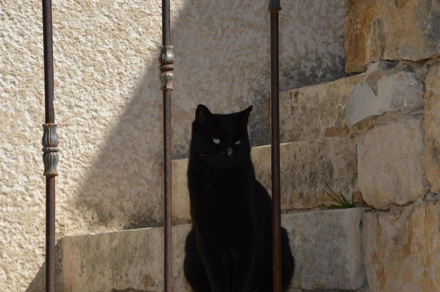 A black cat on the stairway photo