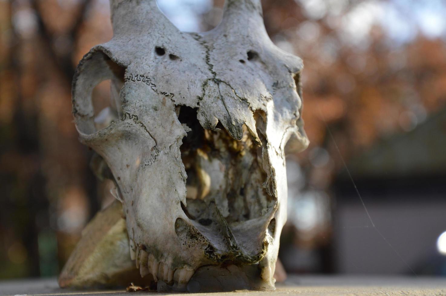 Closeup on a animal skull photo