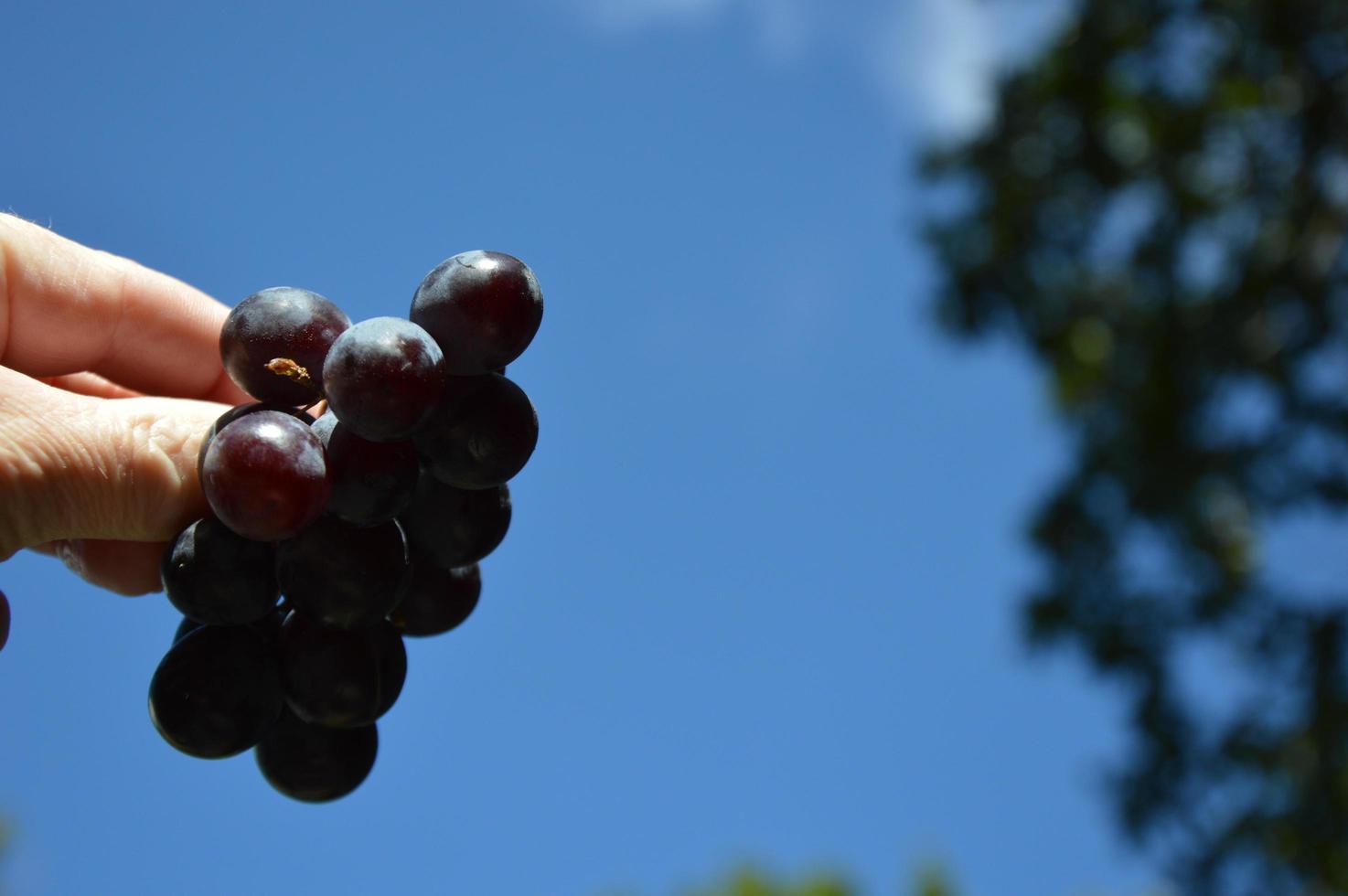 Grapes,Muscat in the hand photo