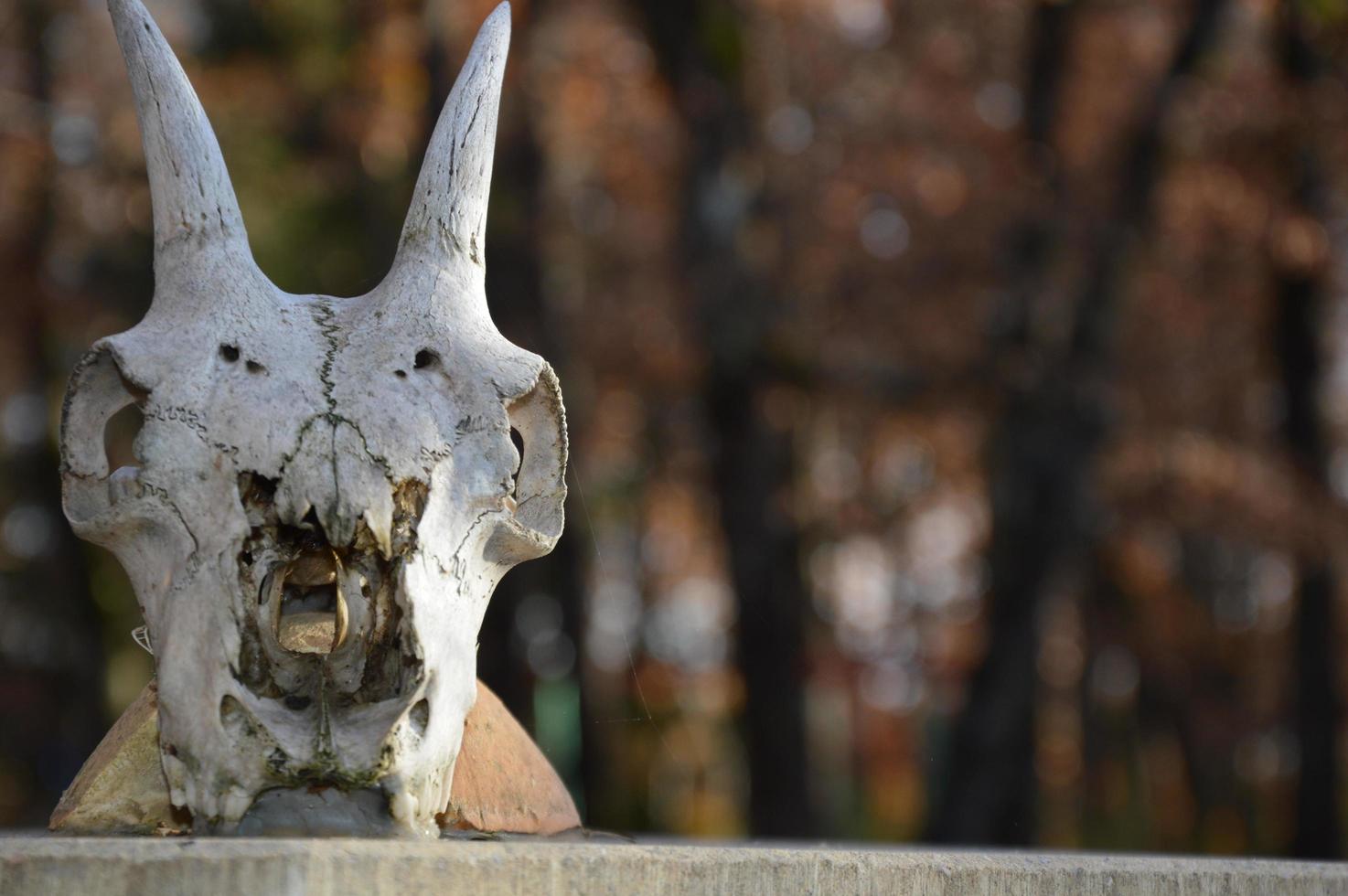 Closeup on a animal skull photo