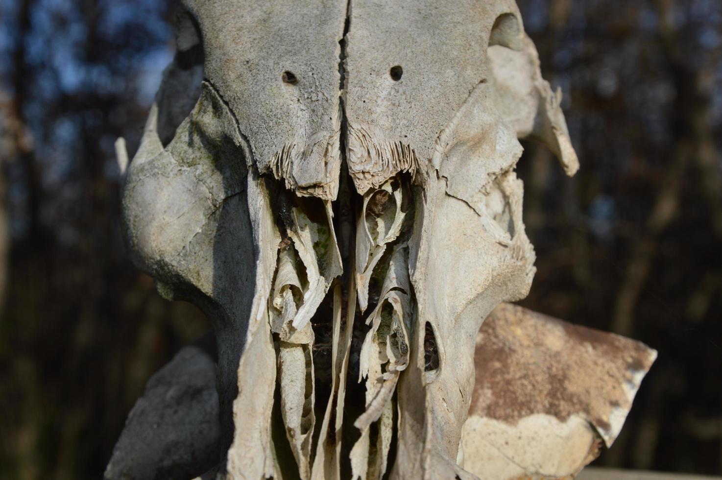 Closeup on a animal skull photo