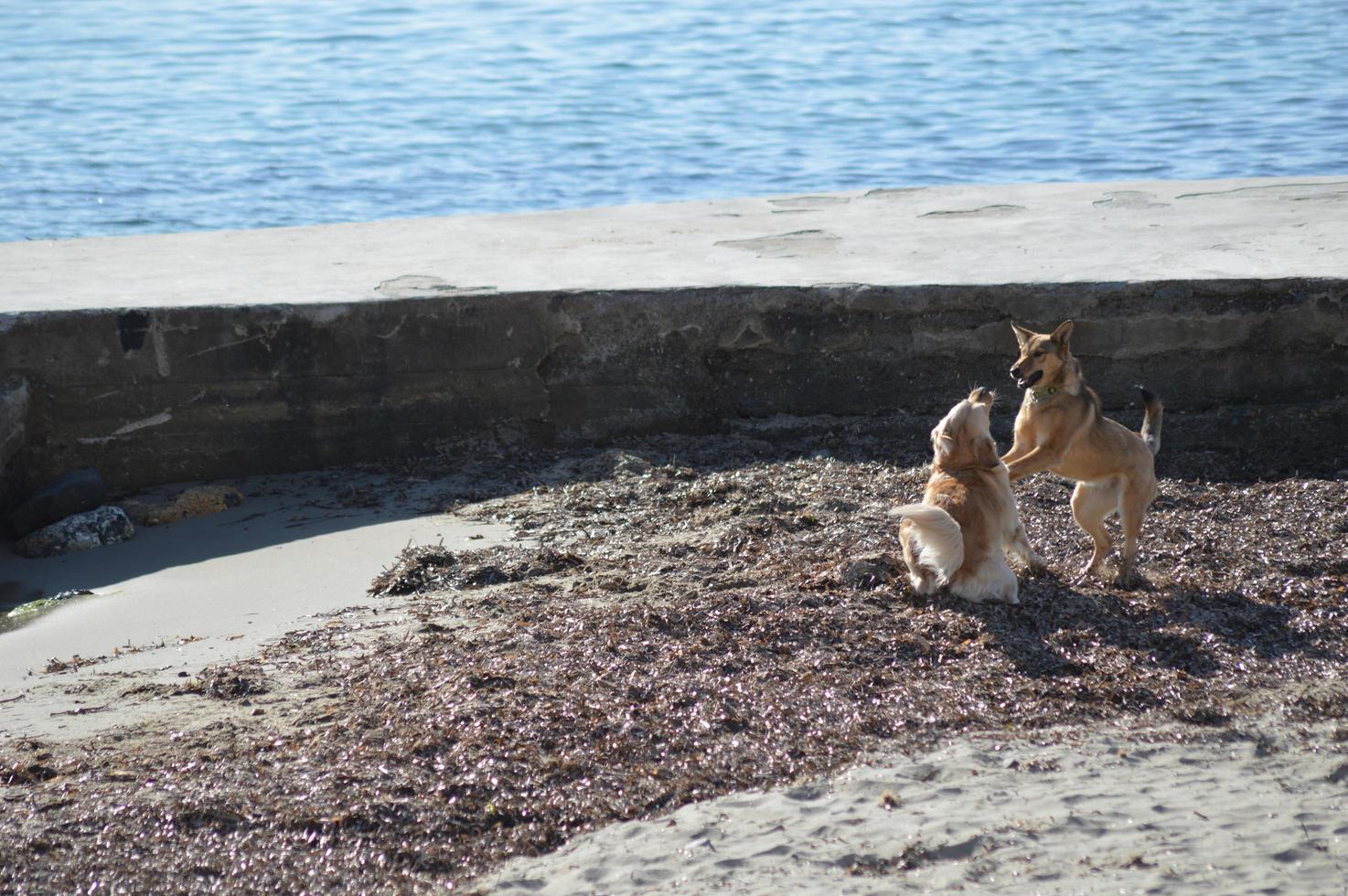 Dogs playing on the beach photo