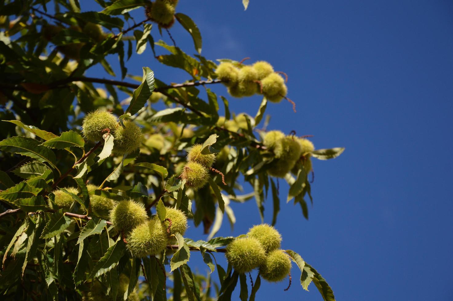 Zoom on a Chestnuts tree photo