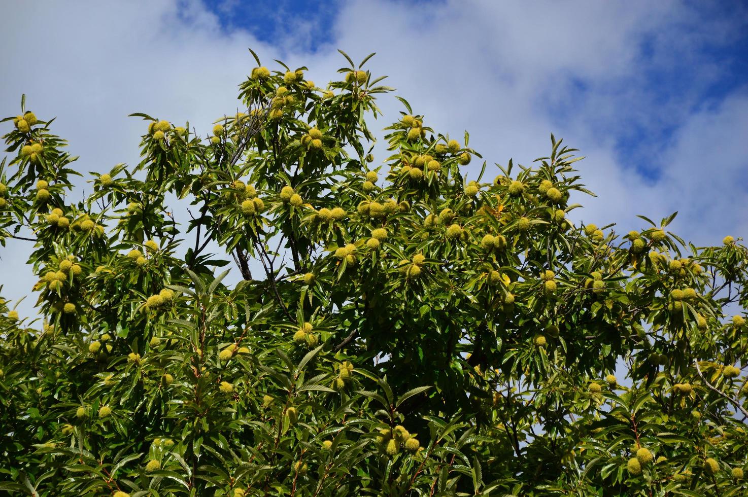 Zoom on a Chestnuts tree photo