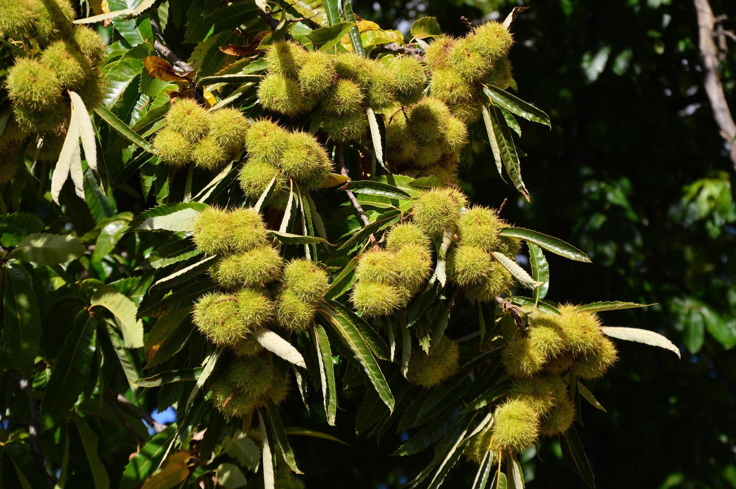 Zoom on a Chestnuts tree photo
