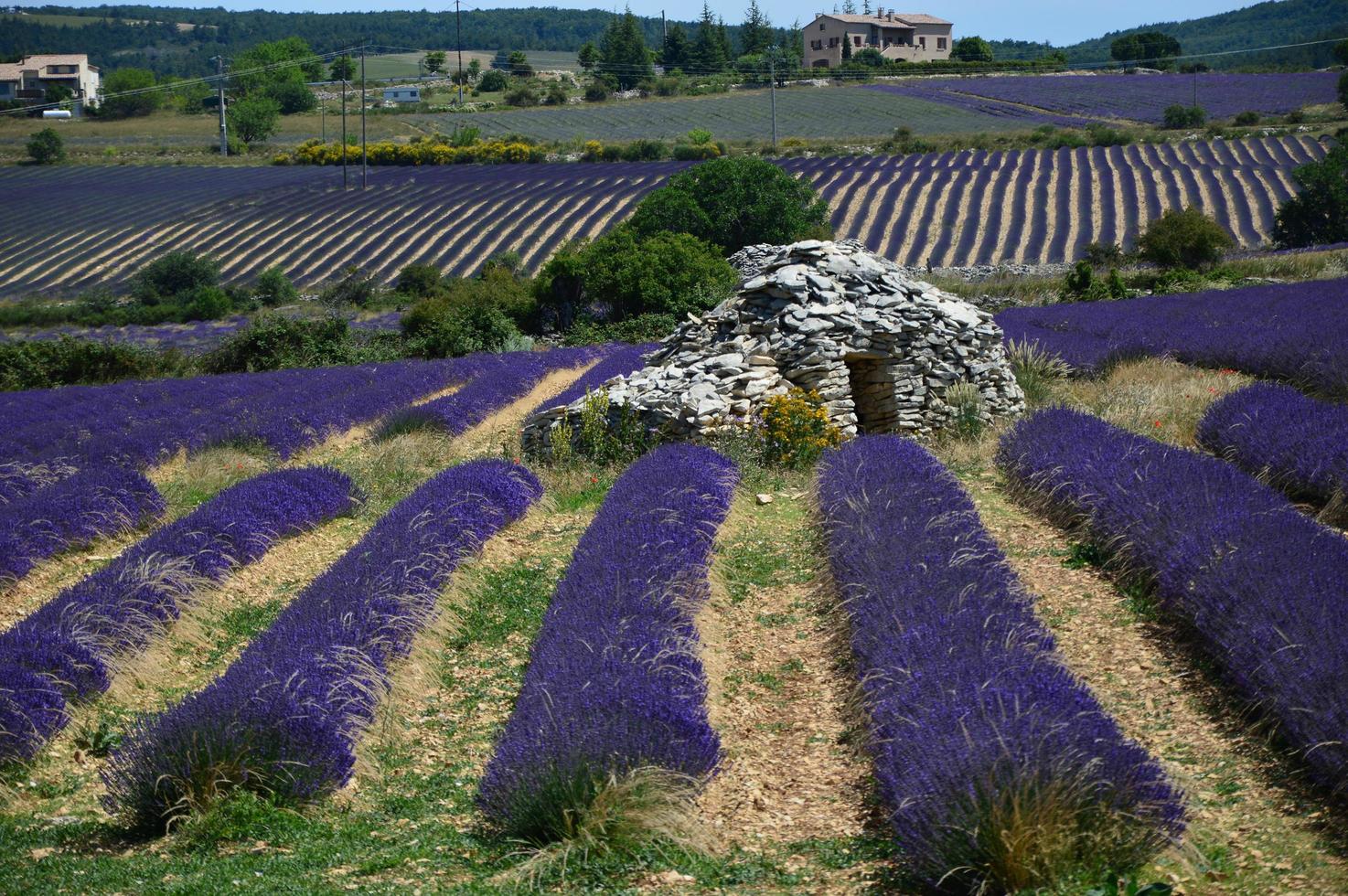 A Borie in the middle of a lavender field photo