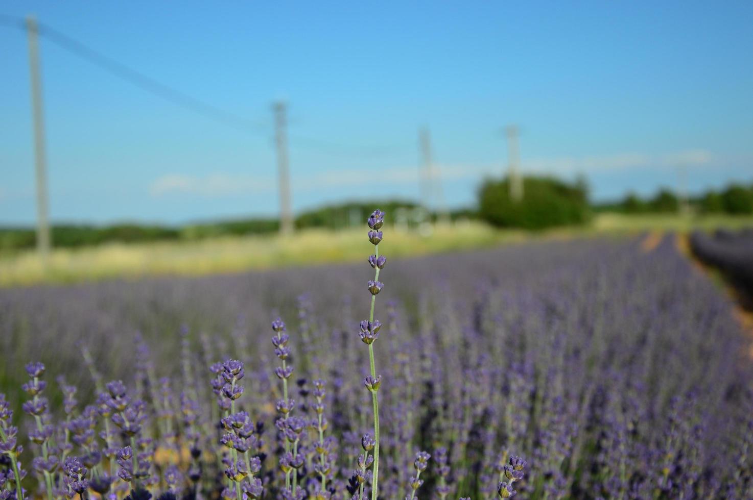 Zoom in a lavenders field photo