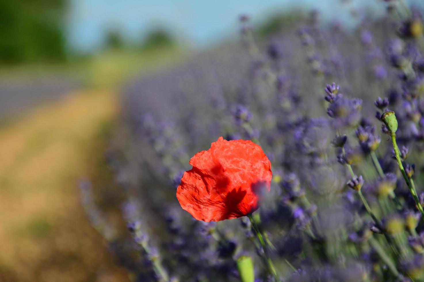 Zoom in a lavenders field photo