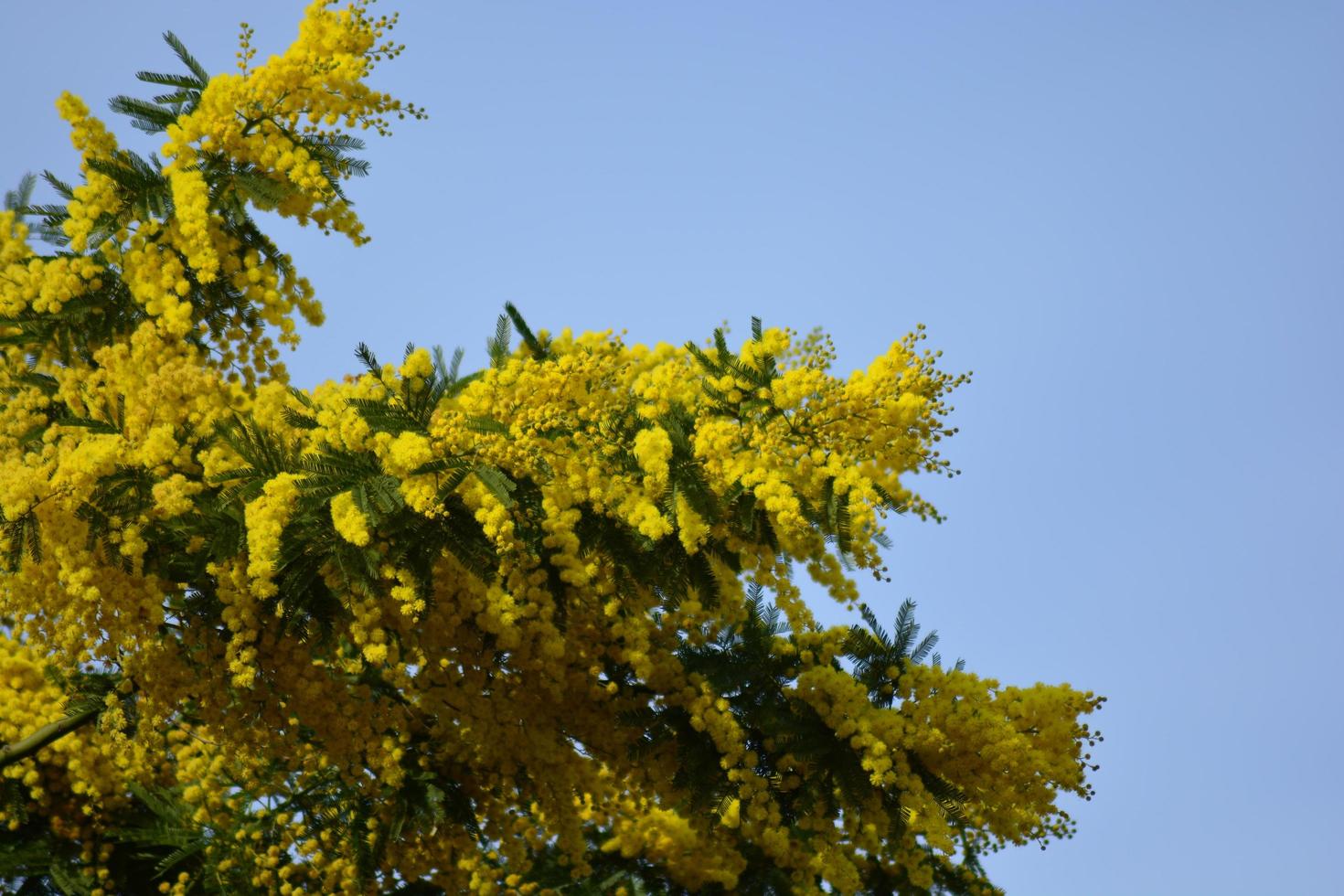 Mimosa tree in full bloom photo