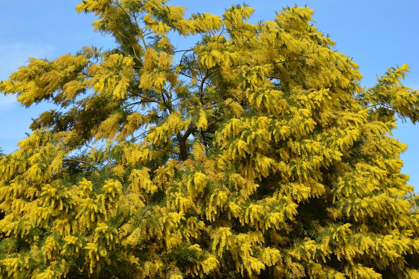 Mimosa tree in full bloom photo