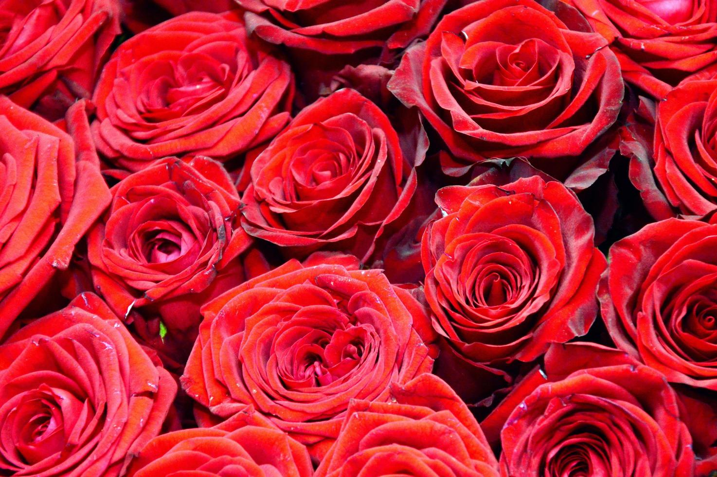 Bouquet of red roses photo