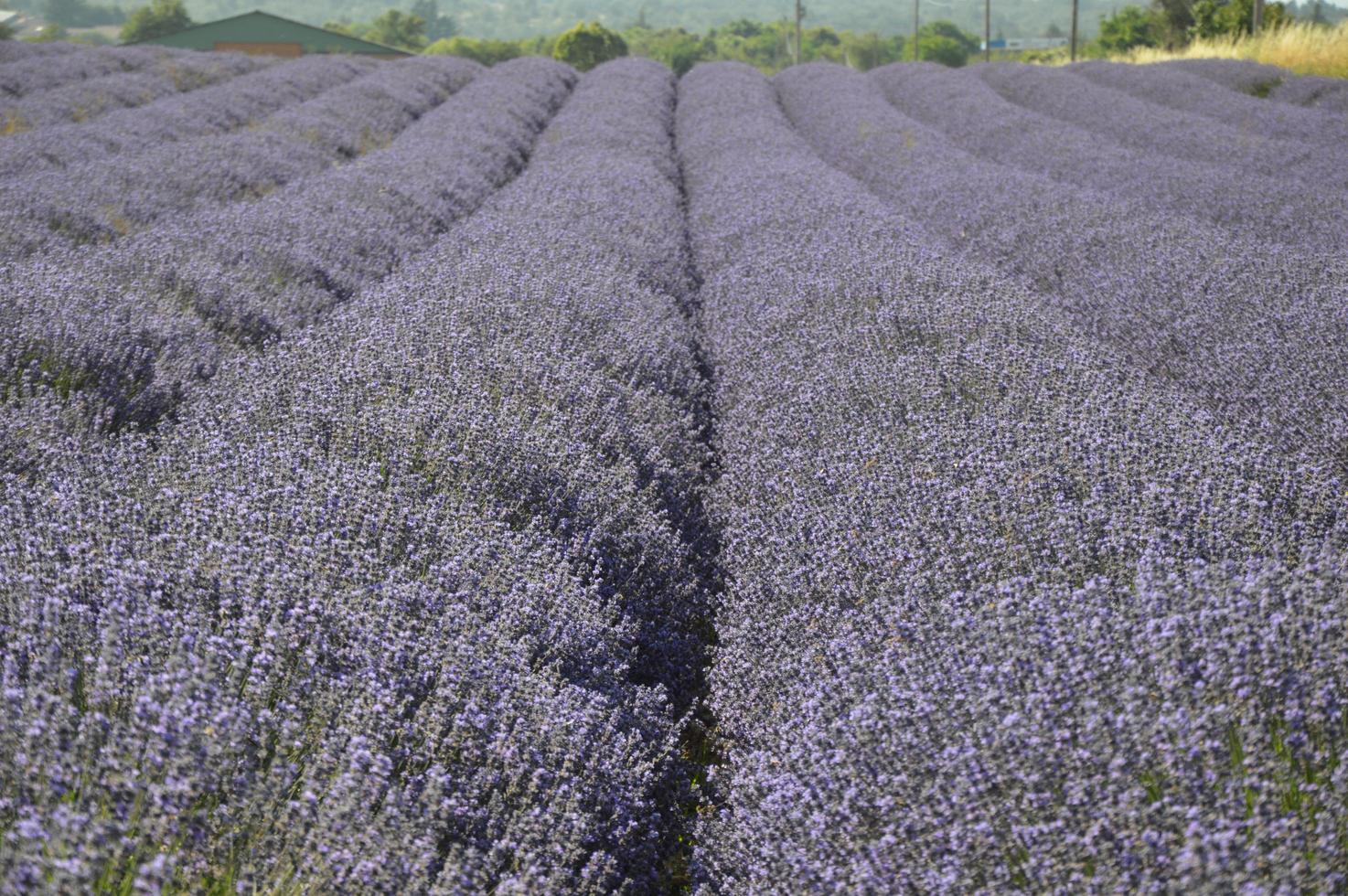 Zoom in a lavenders field photo