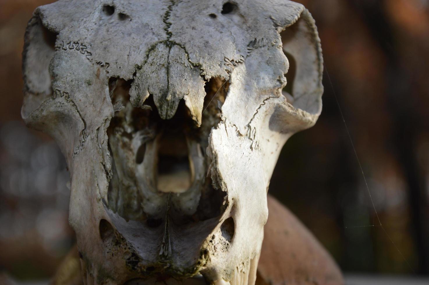 Closeup on a animal skull photo