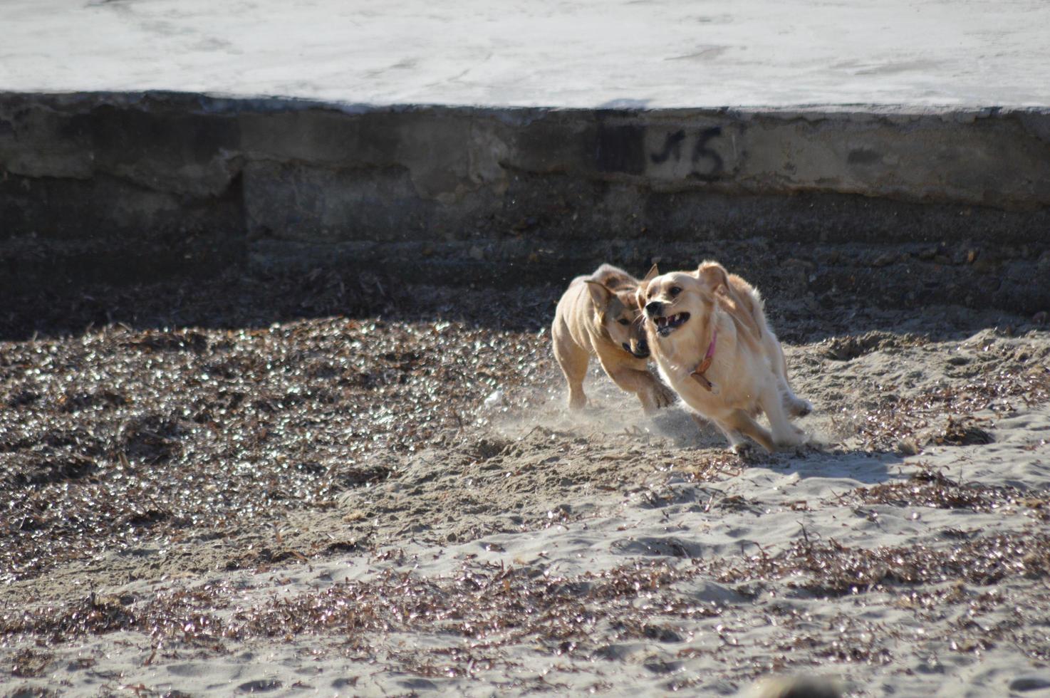 Dogs playing on the beach photo