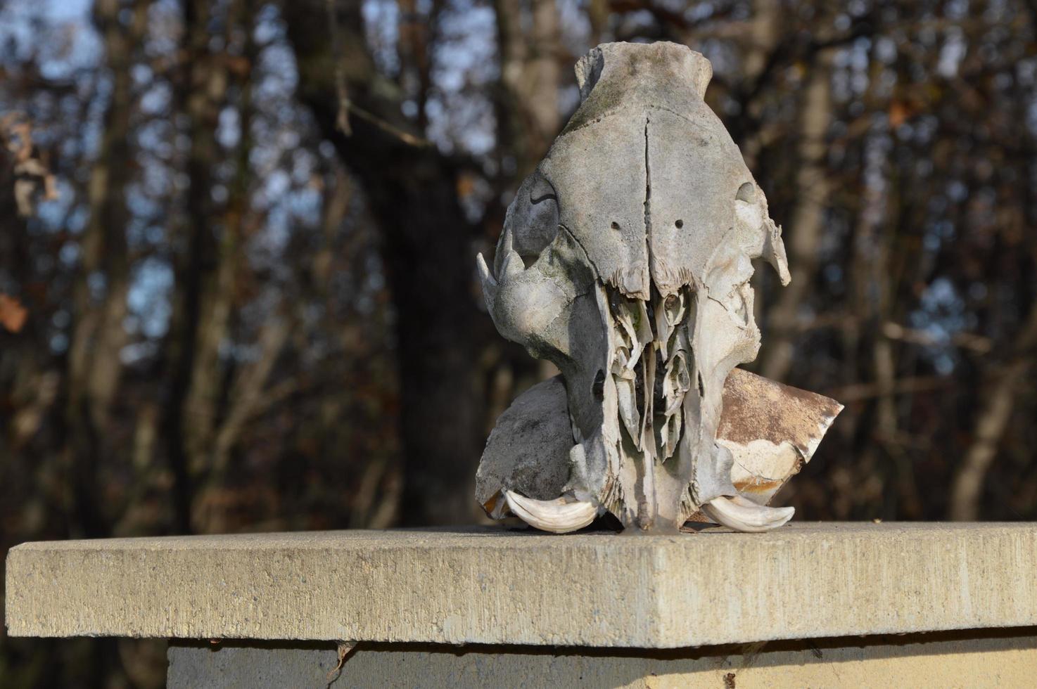 Closeup on a animal skull photo