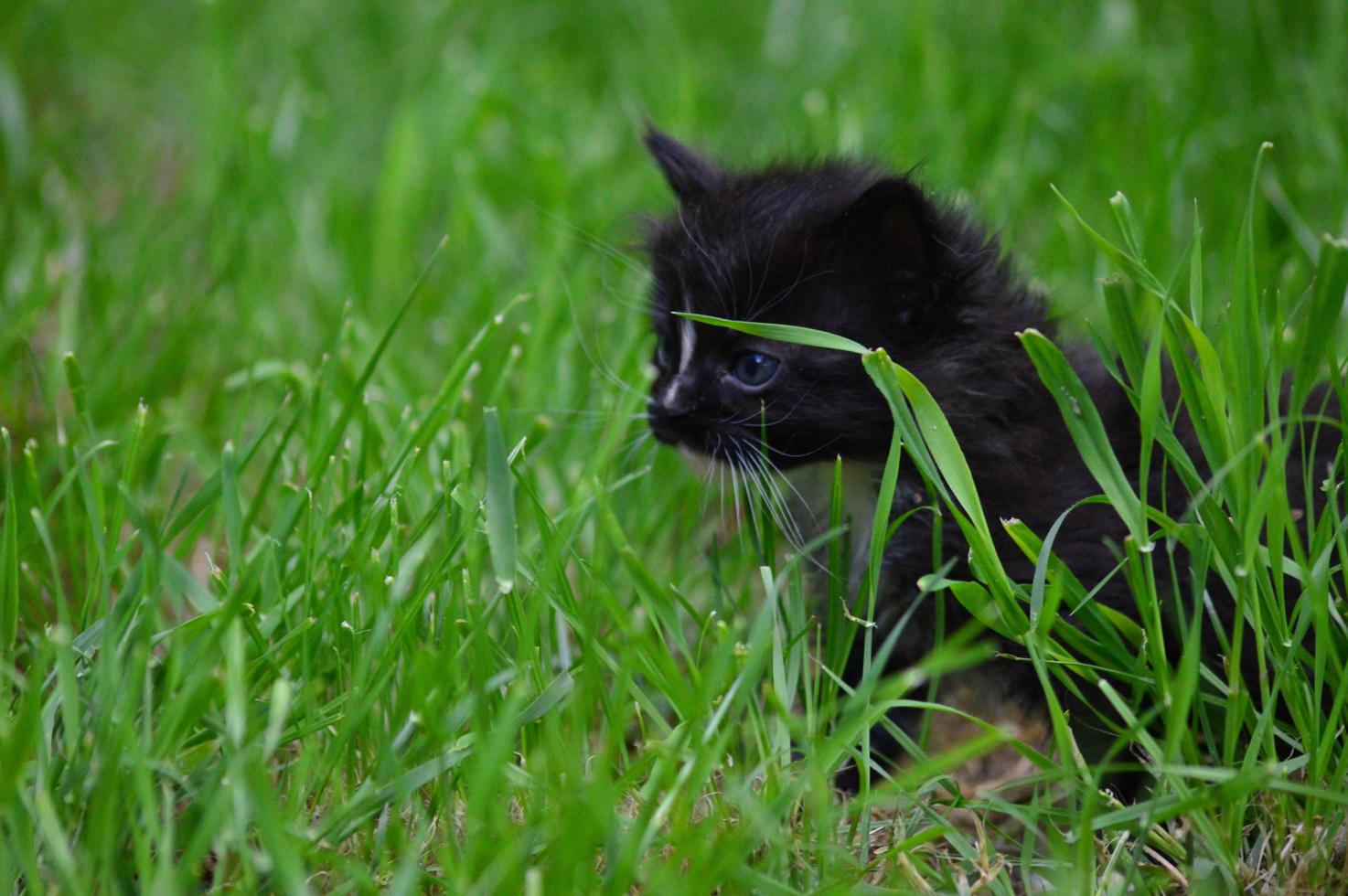 Kitten cat in the garden photo