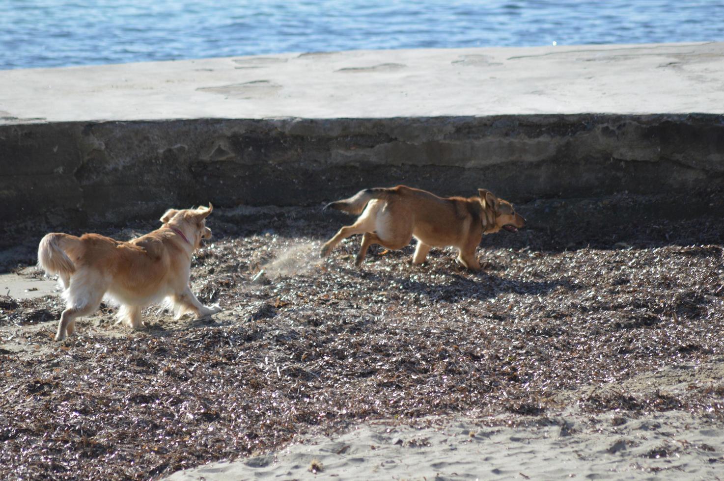 Dogs playing on the beach photo