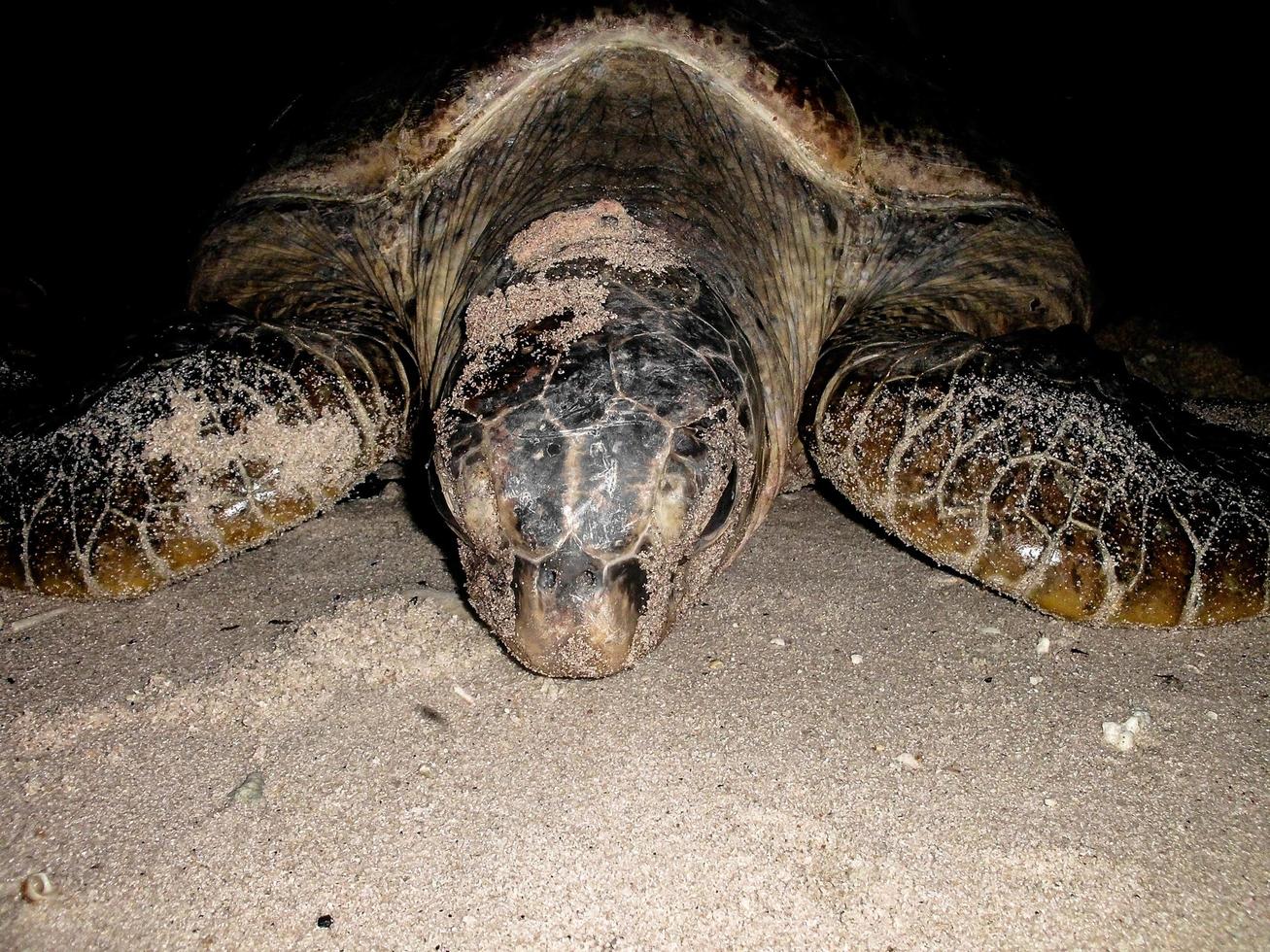 a turtle is on the beach at night photo