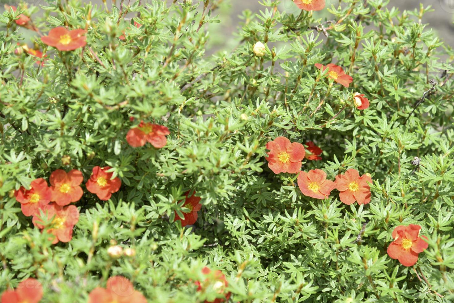 Red Shrubby five-leafed Potentilla fruticosa on a green bush Stock Photo at Vecteezy