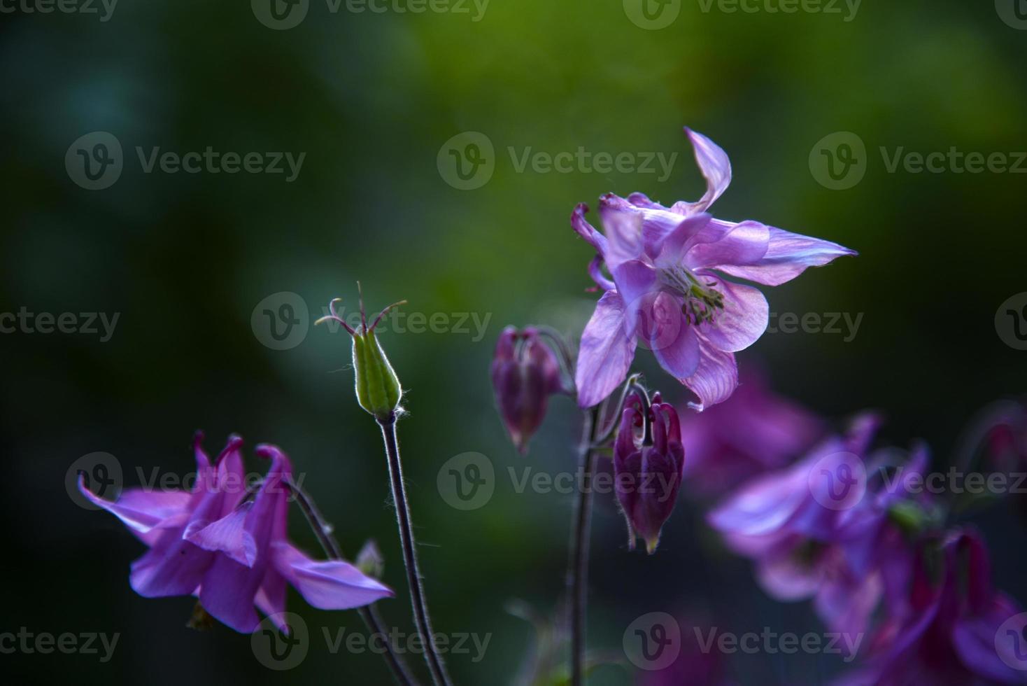 Yellow and blue flowers of the Ranunculaceae catchment in the evening in the light of the sun photo
