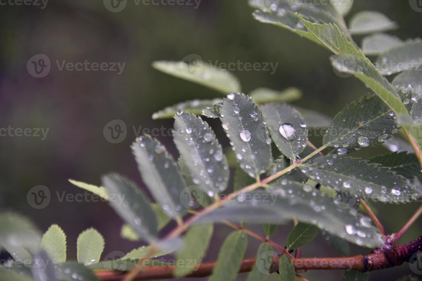 Rowan leaves with water drops close-up in summer photo